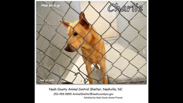 In Animal Control facility!  HELP us Save CHARLIE