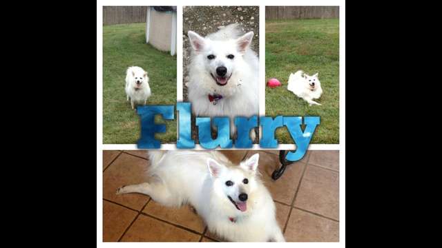 Please help Flurry go to rehab!