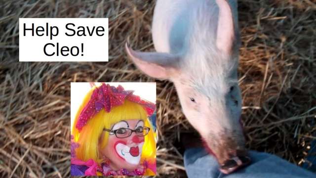 Save Cleo the Clown from having to kiss Piglet!