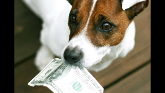 March Boarding Costs for Rescue Dogs