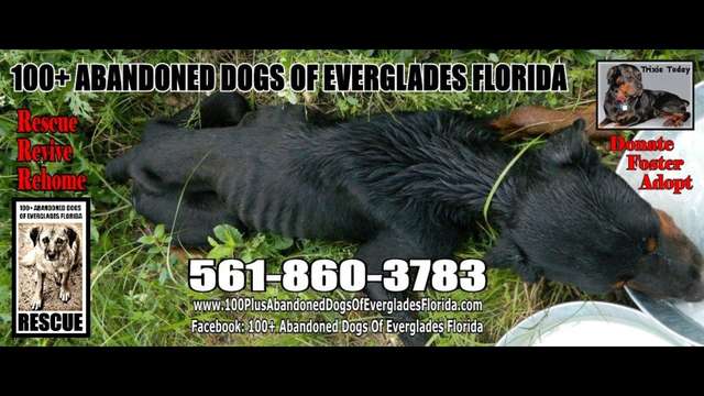 100+ Abandoned Dogs of Everglades Florida