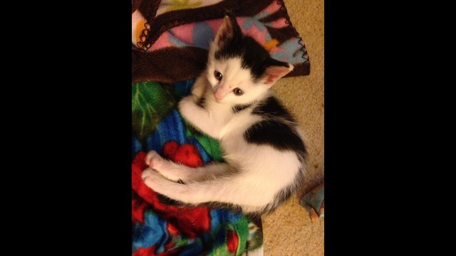 Help Vito and Clyde and their Paw Mates