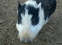 Support the Rescued Pigs at Whispering Rise!