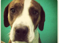 Please help Rocky Redbank with his medical costs