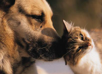 Help Our No-Kill Shelter Care for Homeless Animals