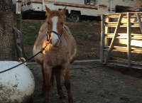 Foaling Fund - Fallon Feedlot Mares