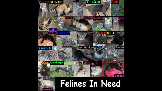 Altona Felines in Need