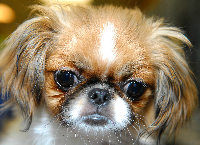 Penny will soon be ready for adoption!