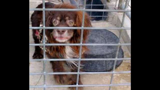 Senior Dumped at Shelter