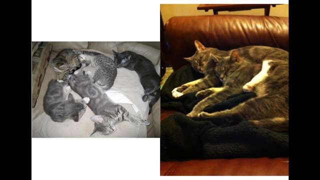 Calli's Rescue donations