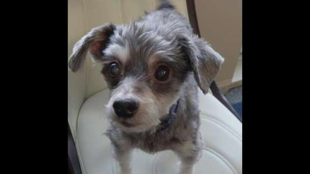 Please help us raise money for Pappi's eye surgery