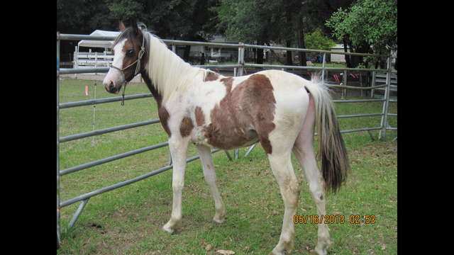 We need help to continue our work with the horses