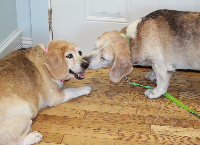 Good Health for Bonnie & Clyde