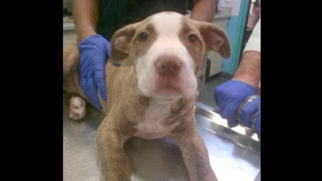 Storm's Emergency Medical Fund
