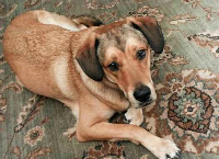 In Loving Memory of Bailey...