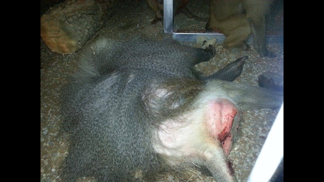 Rescued wild animal zoo losing water source!