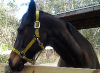 Mattie-A Thoroughbred Saved From Slaughter