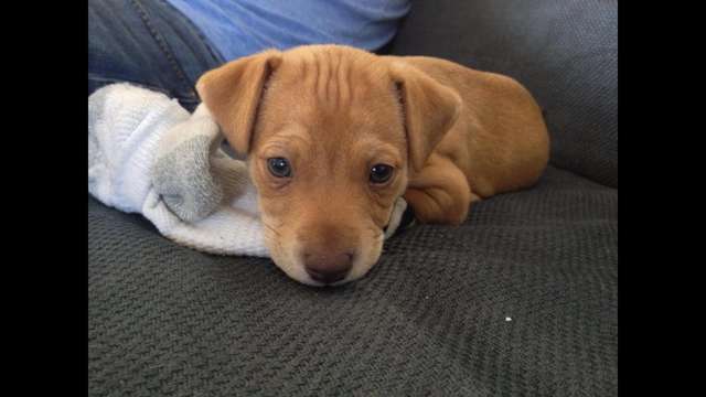 A Way For A Stray Fundraiser