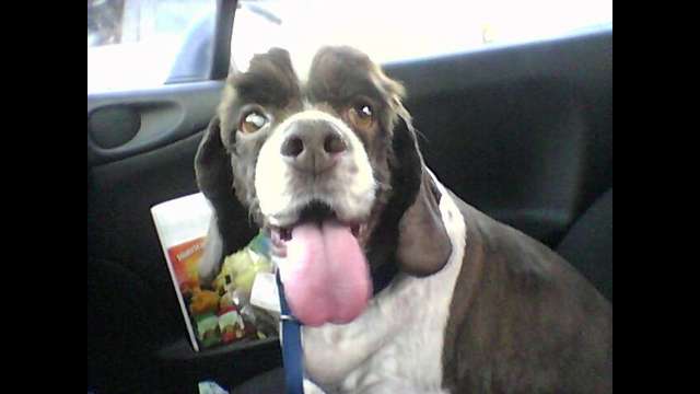 Sullivan Needs Heartworm Treatment
