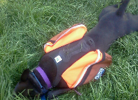 Peanut Allergen Alert Dog for my Daughter