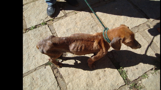 Helping Dogs in Brazil