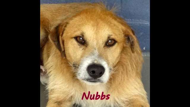 Oke-Nubbs