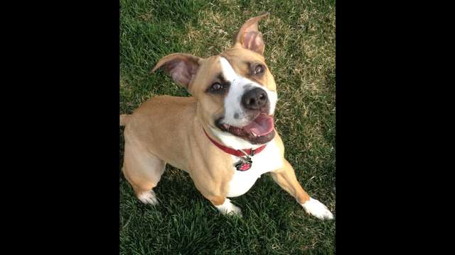 Help us provide training for rescue dog Lucy..