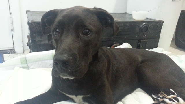 Wyoming the Lab Mix Pup