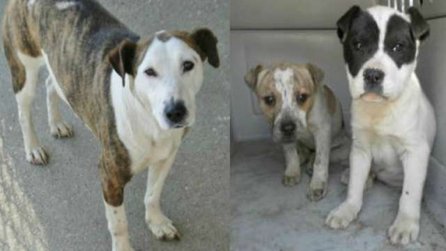Help Save Liberty's Sweet Heart