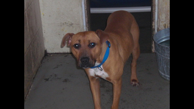 Sofie