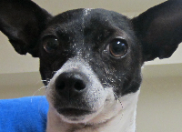 Pair of small dogs seeking s/neuter sponosors!
