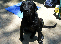 Molly Needs Medical Care to Find Her Forever Home