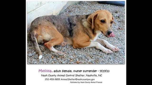 In Animal Control facility! HELP us Save MELISSA