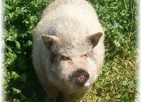 Gordy's A Boar No More... Vet Bill Galore!