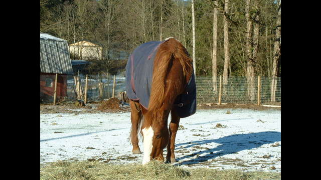 CHIP IN FOR DIOR'S Veterinary Expenses and BARN