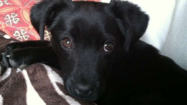 Sammie the Corgi mix needs help!