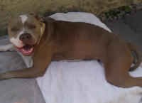 Handsome Dan's Rescue for Pit Bull Type Dogs