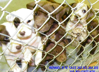 Celevland County Animal Dogs, Saved from Gassing