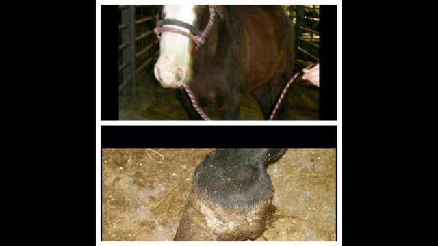 Save Paint horse from going to slaughter.