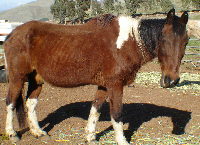 Change a Horses Life