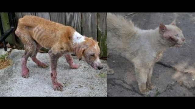 Help Save the Lives of Oscar & Felix by June 24th