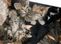 Jeanne's Backyard Feral Cat Colony Fund