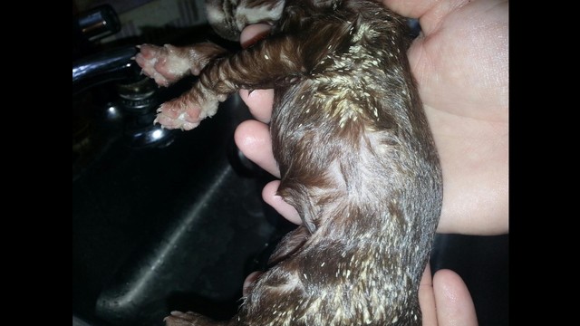 Puppies filled with Maggots