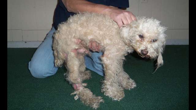 Joshua's Heart Worm Treatment