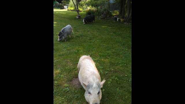 Help Kathy get 2 new invisible fence collars!