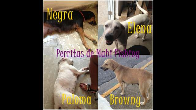 Esterilizar 4 perritas de Aguadilla!