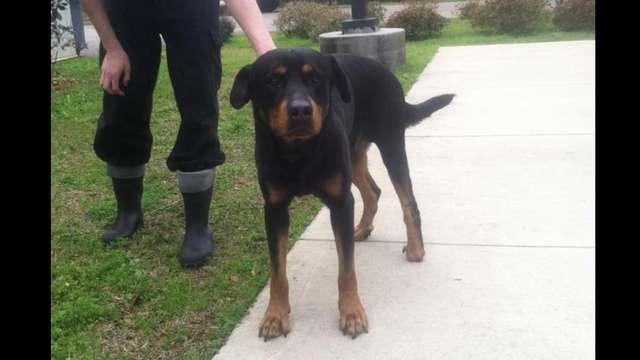 Help save Payton!!!