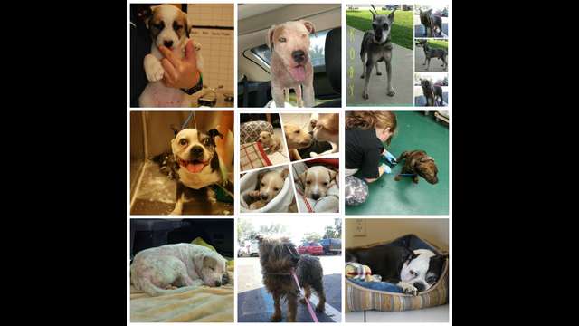 Vetting for THPA's newly rescued pets