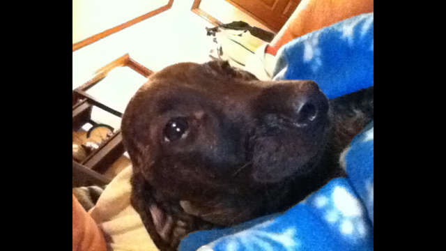 Woodstock, a Project Halo pup
