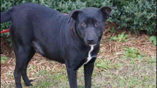Help save Dianna and her unborn babies!!